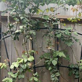 Photo of the plant species Rosa 'Kiss Me Kate' by @CopaceticRye named Beyonce on Greg, the plant care app