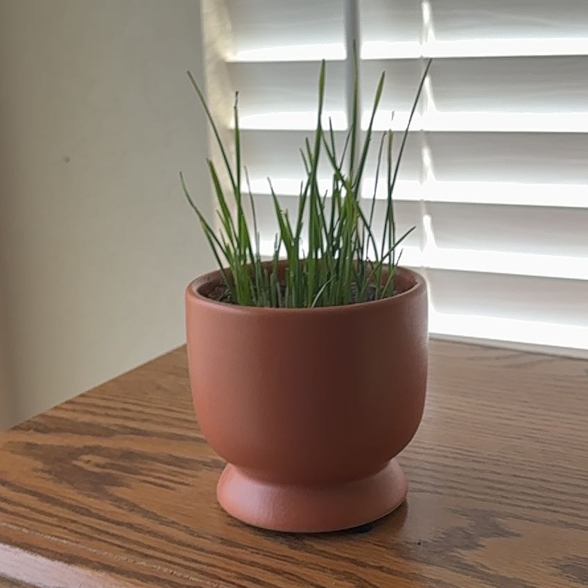 Photo of the plant species Crested Wheatgrass by @Dogoboie named Wesley on Greg, the plant care app