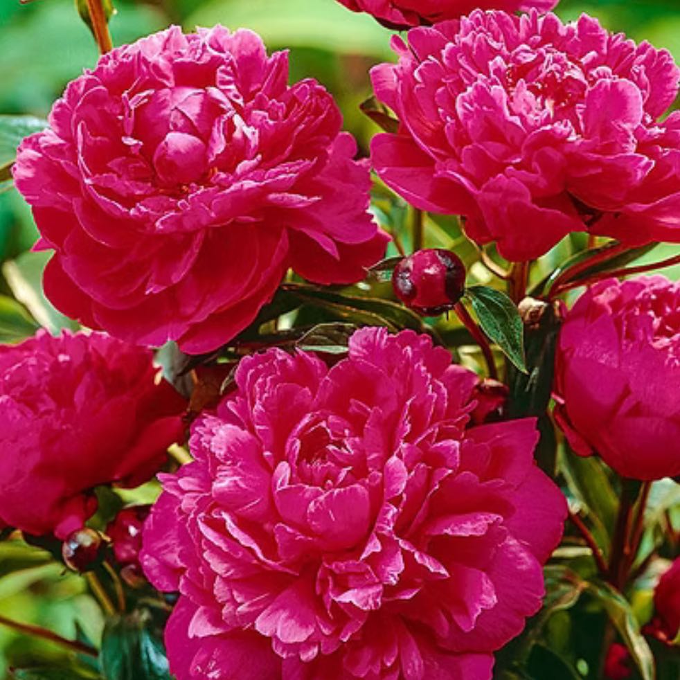 Photo of the plant species Kansas Red Peony by @ProudArugula30 named Aria on Greg, the plant care app