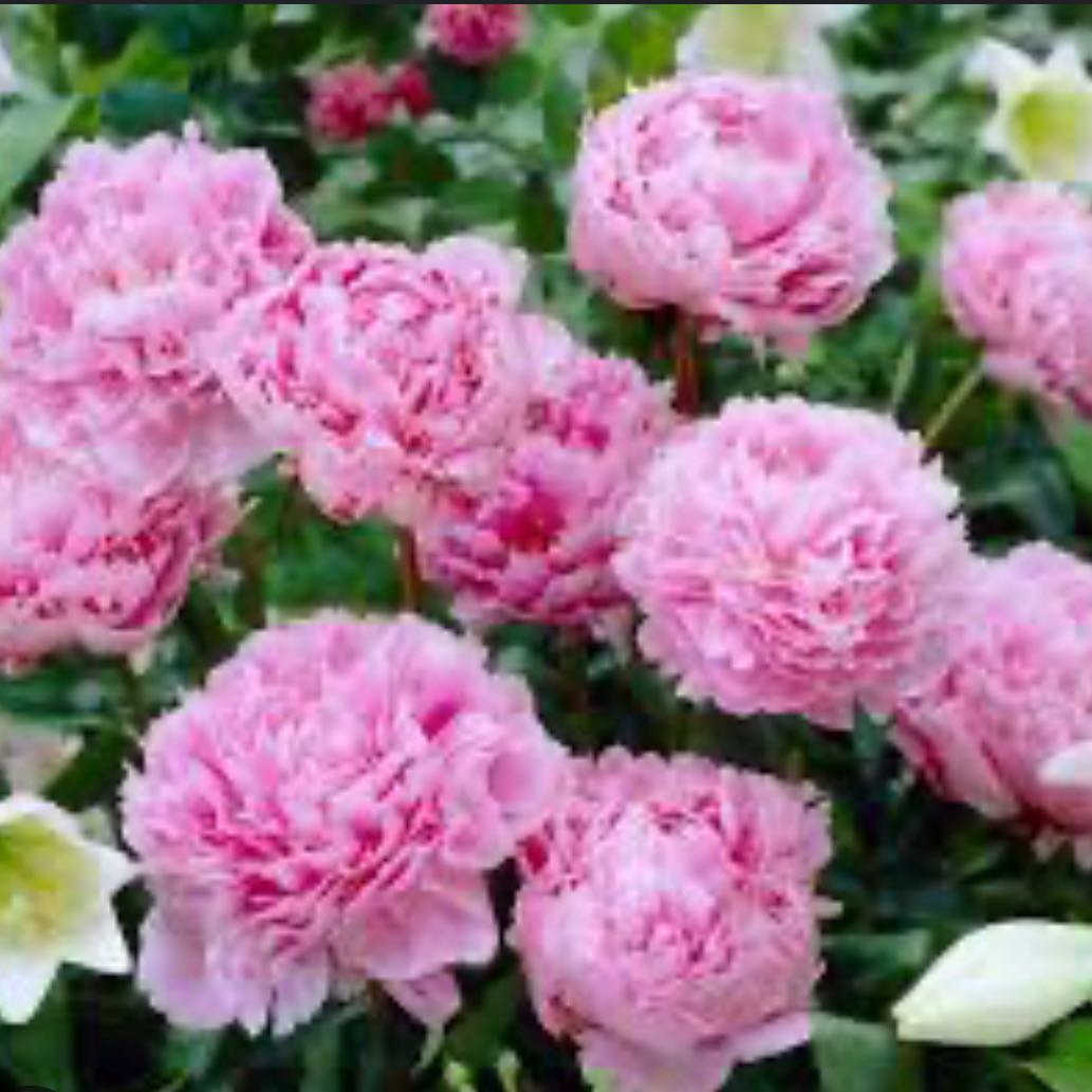 Photo of the plant species Sarah Bernhardt Peony by @ProudArugula30 named Gates on Greg, the plant care app
