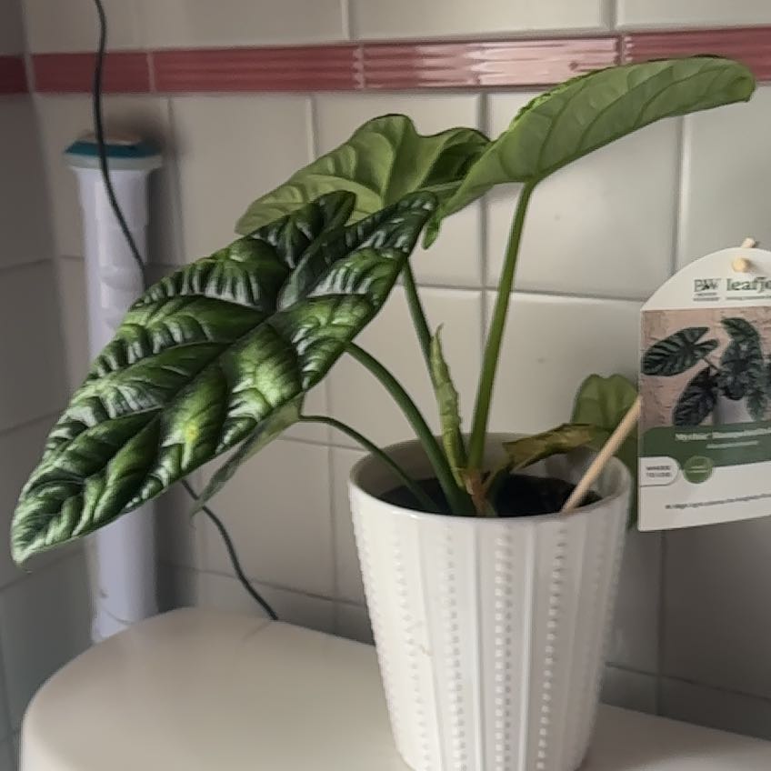 Photo of the plant species Alocasia Rumplestiltskin by @RadCucumber50 named Lola on Greg, the plant care app