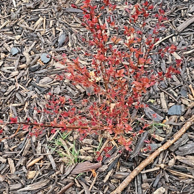 Photo of the plant species Slenderleaf Iceplant by @FortifiedMystax named Fernie Mercury on Greg, the plant care app