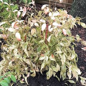 Photo of the plant species Dwarf Firepower Nandina by @MaximalMaypop1 named Treeyoncé on Greg, the plant care app