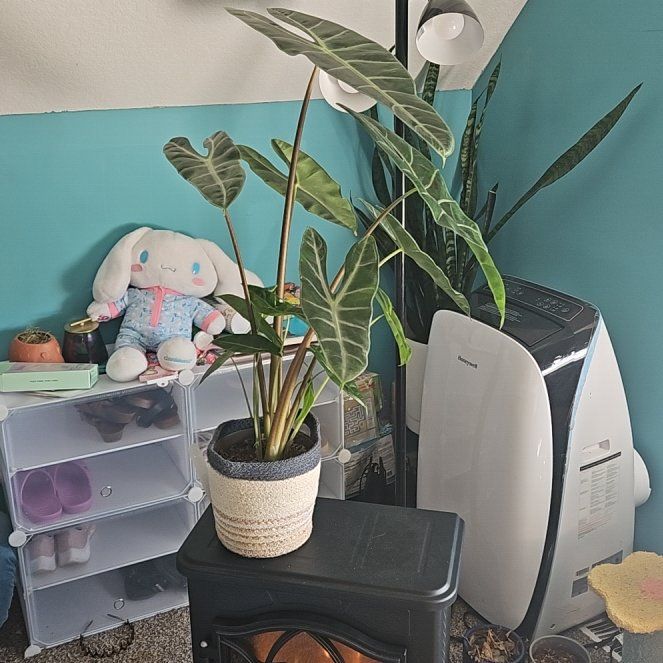 Photo of the plant species Alocasia longiloba 'Mythic' by @PerkyJunglevine named Captain Plant-it on Greg, the plant care app