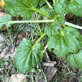 Photo of the plant species Garden Yellow Rocket by @ElderLemon59 named Naomi on Greg, the plant care app