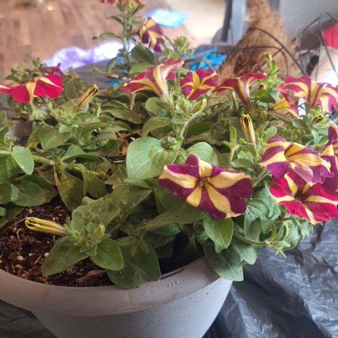 Photo of the plant species Queen of Hearts Petunia by @GemSeaoxeye73 named Mollie on Greg, the plant care app