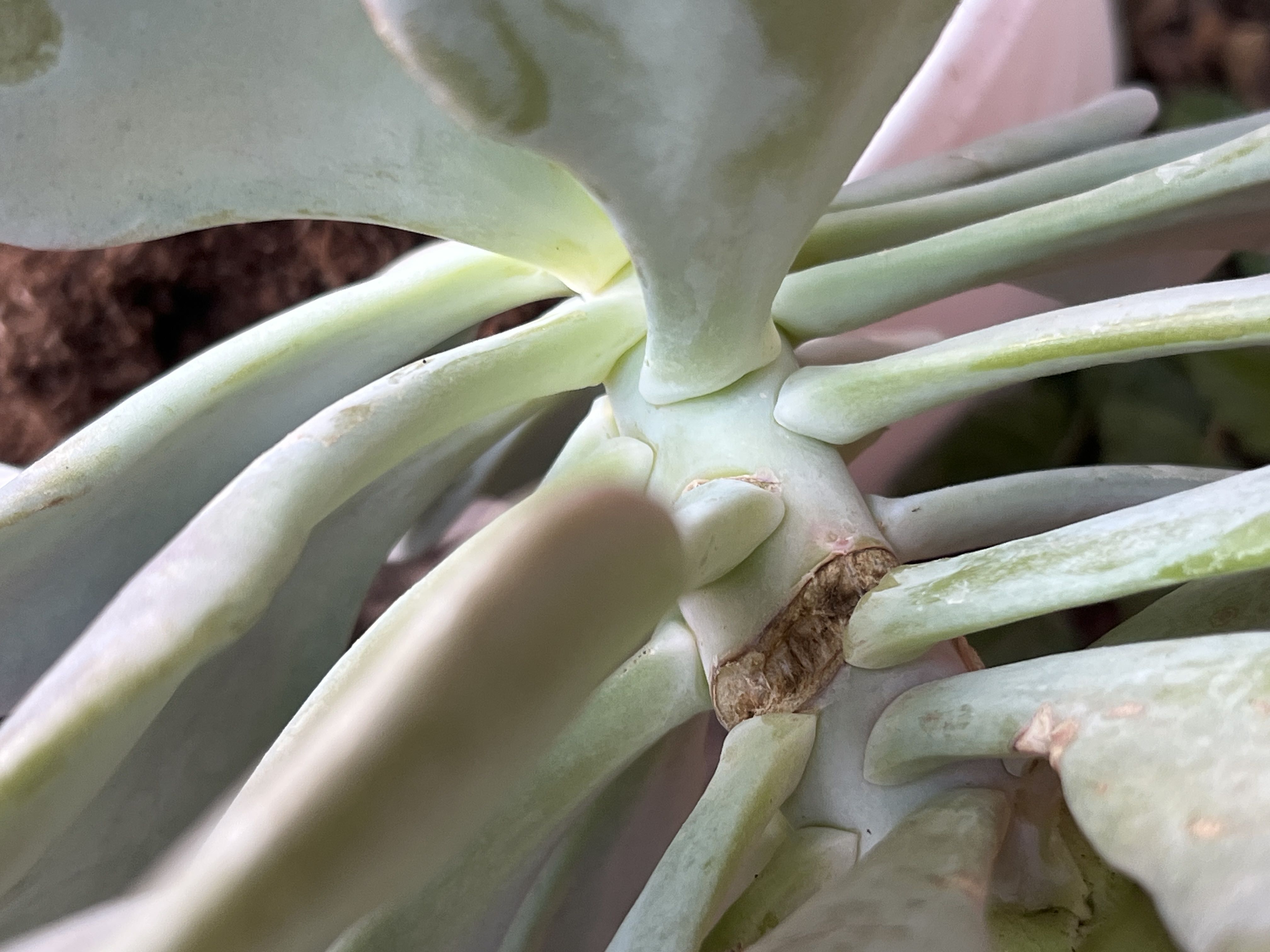 Diagnosing echeveria 'peach pride' root rot