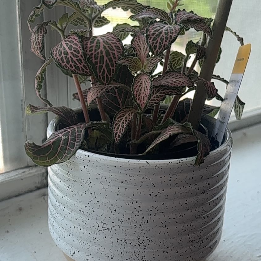 Photo of the plant species Pink Fittonia by @Siddity named Delilah on Greg, the plant care app