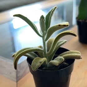 Photo of the plant species Kalanchoe by @ZappyAllotropa named Keanu Leaves on Greg, the plant care app
