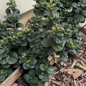 Photo of the plant species Diamond Spire® Gardenia by @PureBaybean60 named Leonardo & DaVinci on Greg, the plant care app