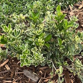 Photo of the plant species Silver King Euonymus by @PureBaybean60 named Lebron on Greg, the plant care app