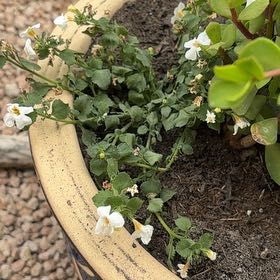 Photo of the plant species bacopa by @HighMayten78 named Kesha on Greg, the plant care app