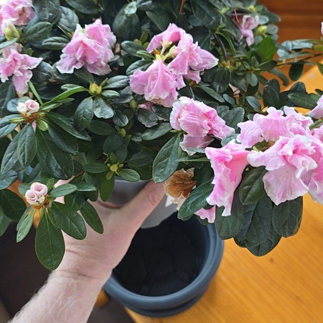 Photo of the plant species Azalea Indicia by @DrivenWinika40 named Sol on Greg, the plant care app