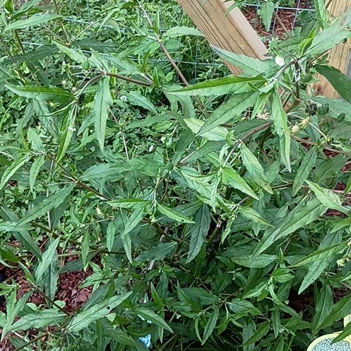 Photo of the plant species False Daisy by @ZarfChamise82 named Achilles on Greg, the plant care app
