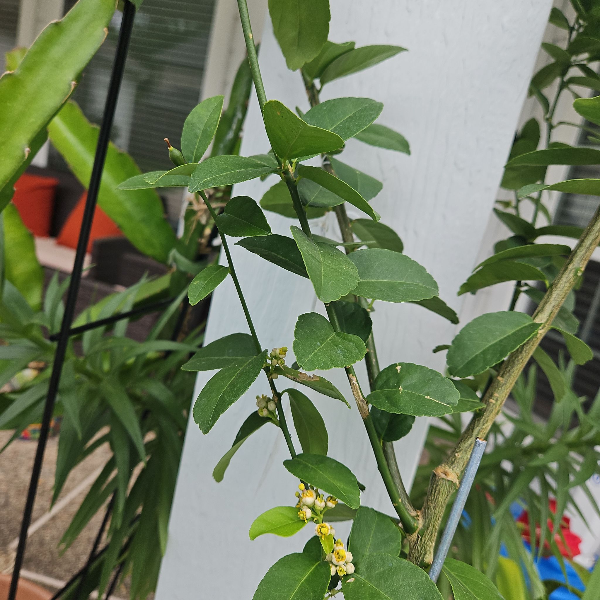Photo of the plant species Thornless Key Lime by @LovableWildrice named LiloStitch on Greg, the plant care app