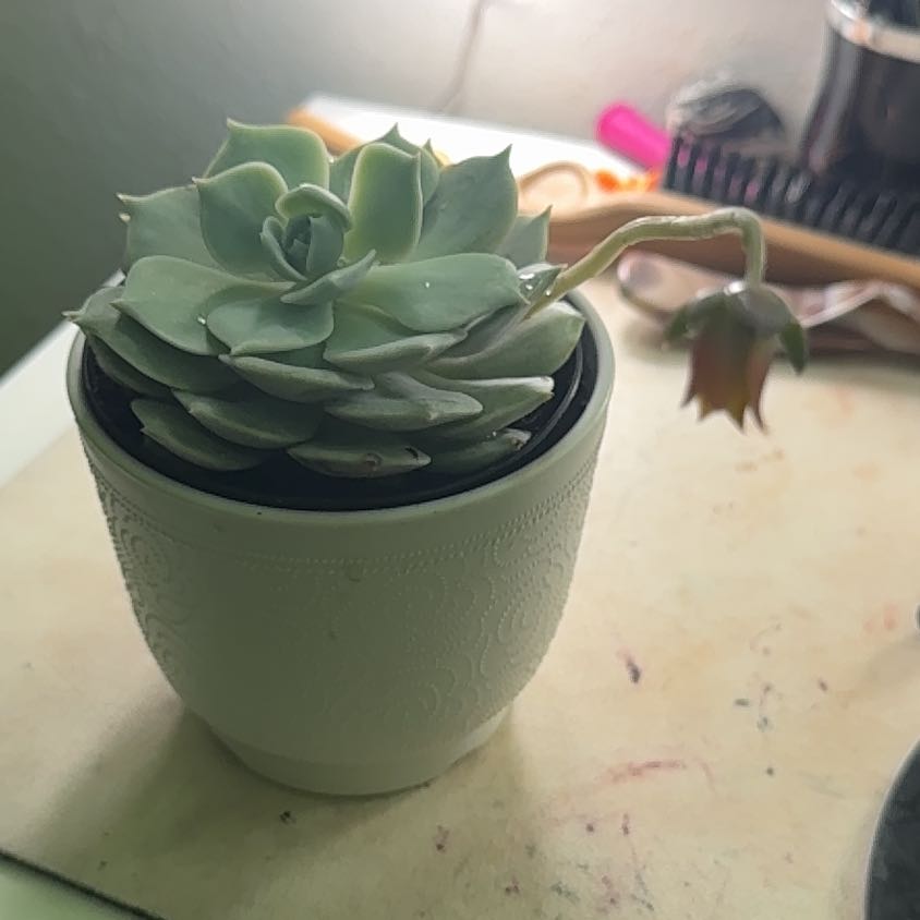 Photo of the plant species Echeveria Hybrid by @FairKanono98 named Lola on Greg, the plant care app