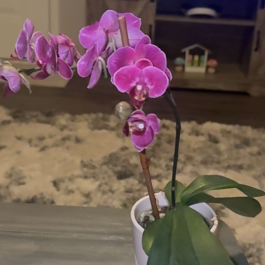 Photo of the plant species Purple Ground Orchid by @MajorTipa84 named Walt on Greg, the plant care app