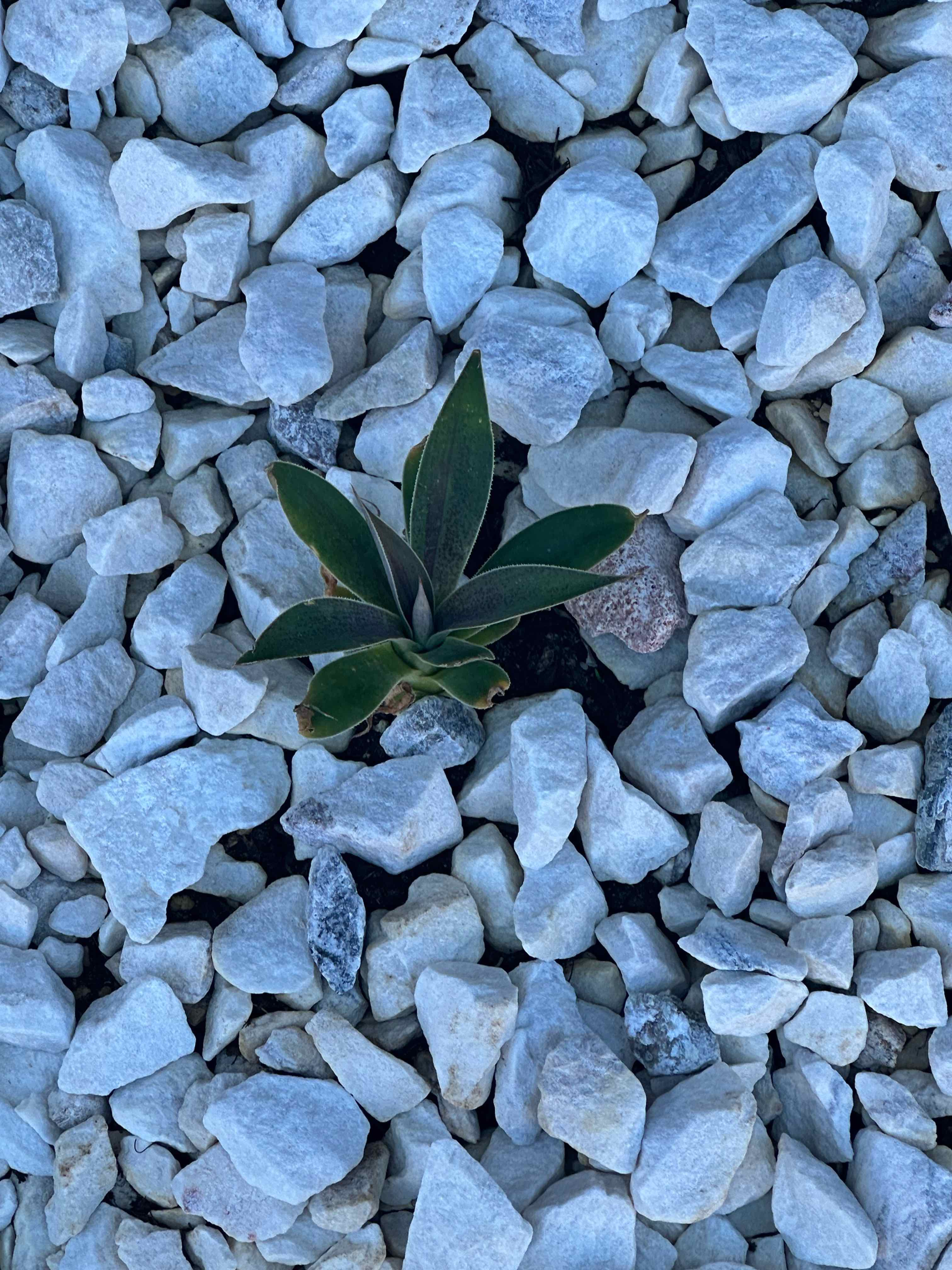 Photo of the plant species Mangave 'Lavender Lady' by @LightHedgemaple named Planty on Greg, the plant care app