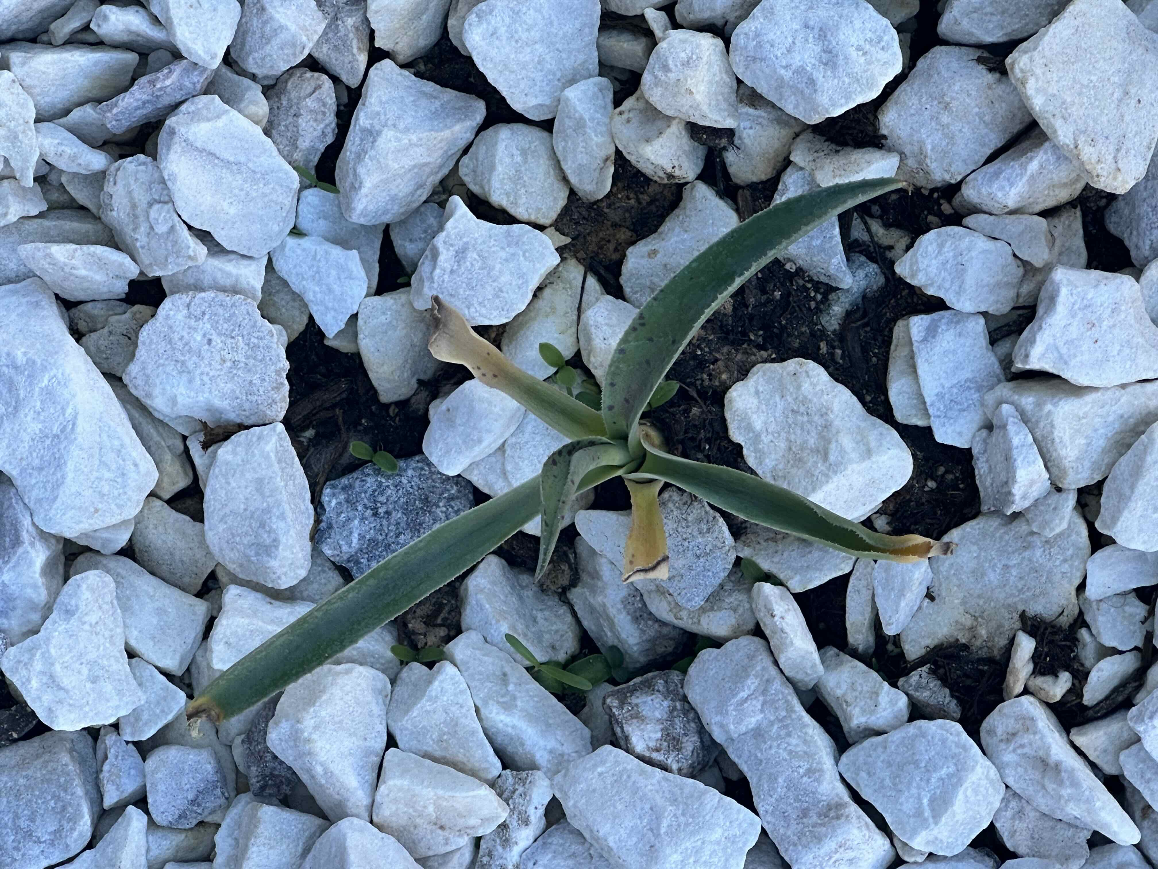 Photo of the plant species King of the Agaves by @LightHedgemaple named Foxxy on Greg, the plant care app