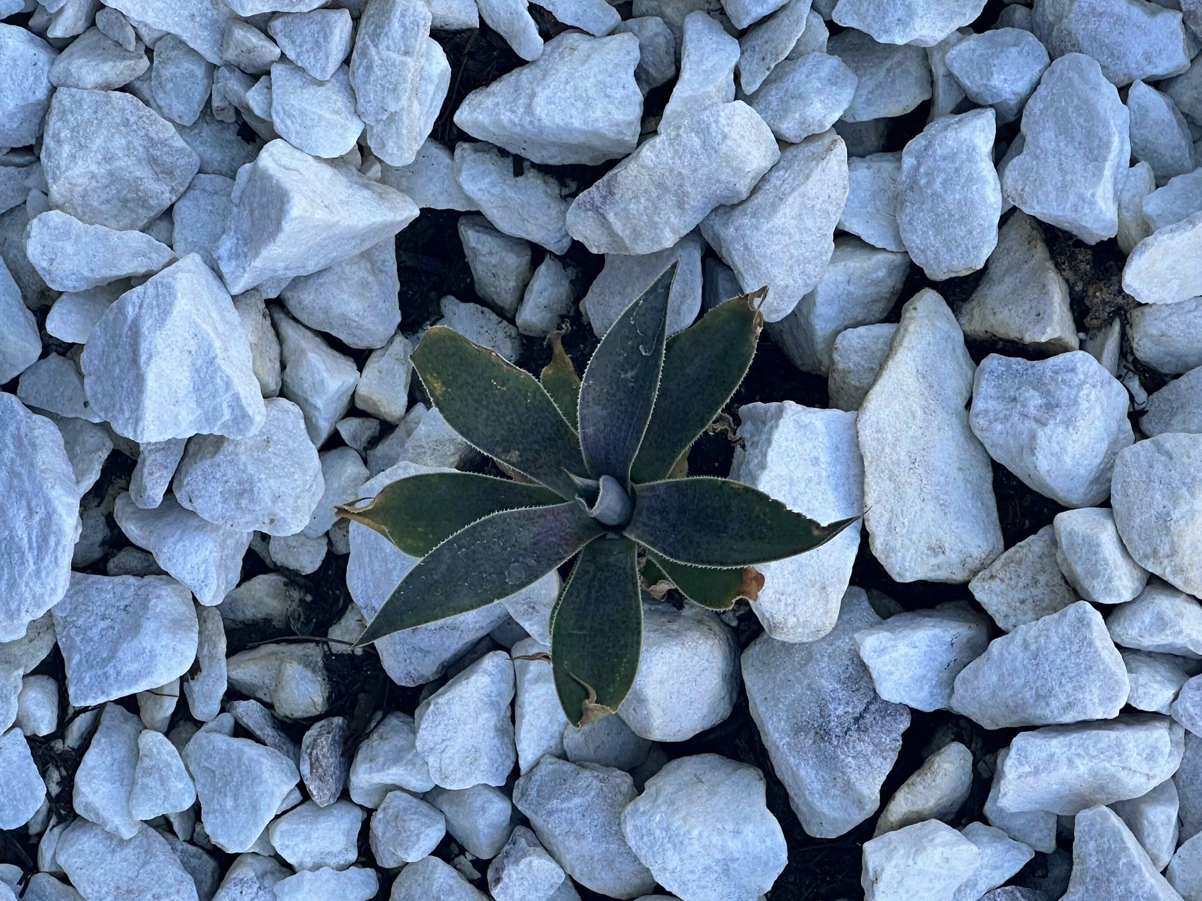 Photo of the plant species Mangave 'Lavender Lady' by @LightHedgemaple named Marilyn on Greg, the plant care app