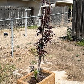 Photo of the plant species Crimson Bonfire Peach by @FunnyWatermelon named Peaches on Greg, the plant care app