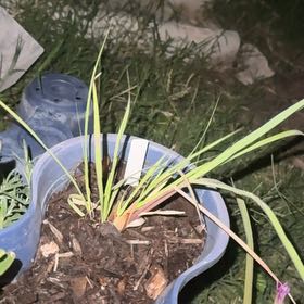 Photo of the plant species Citronella Grass by @FunnyWatermelon named Citronella (3Planter) on Greg, the plant care app