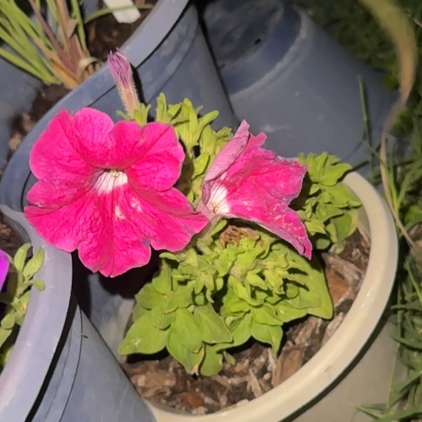 Photo of the plant species Midnight Gold Petunia by @FunnyWatermelon named Petunia, Pink (3Planter) on Greg, the plant care app
