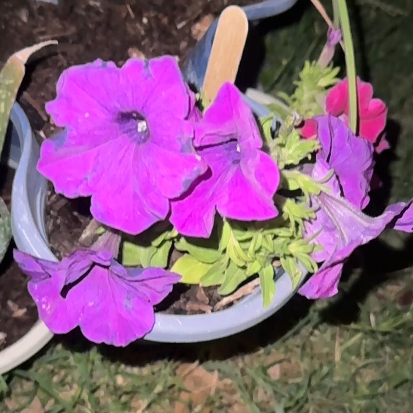 Photo of the plant species Petunia 'Cascadia' by @FunnyWatermelon named Petunia, Purple (3Planter) on Greg, the plant care app