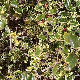 Photo of the plant species Holly by @ProtectiveDaisy named Tupot amaroot on Greg, the plant care app
