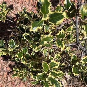 Photo of the plant species Kermes Oak by @ProtectiveDaisy named Denali on Greg, the plant care app