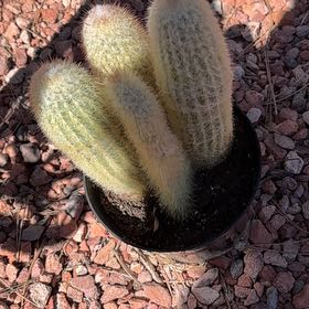 Photo of the plant species Rattail Nipple Cactus by @ProtectiveDaisy named Stella on Greg, the plant care app