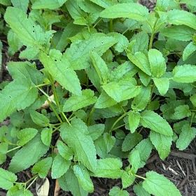 Photo of the plant species Blue Mistflower by @GoodFuscia21 named Austen on Greg, the plant care app