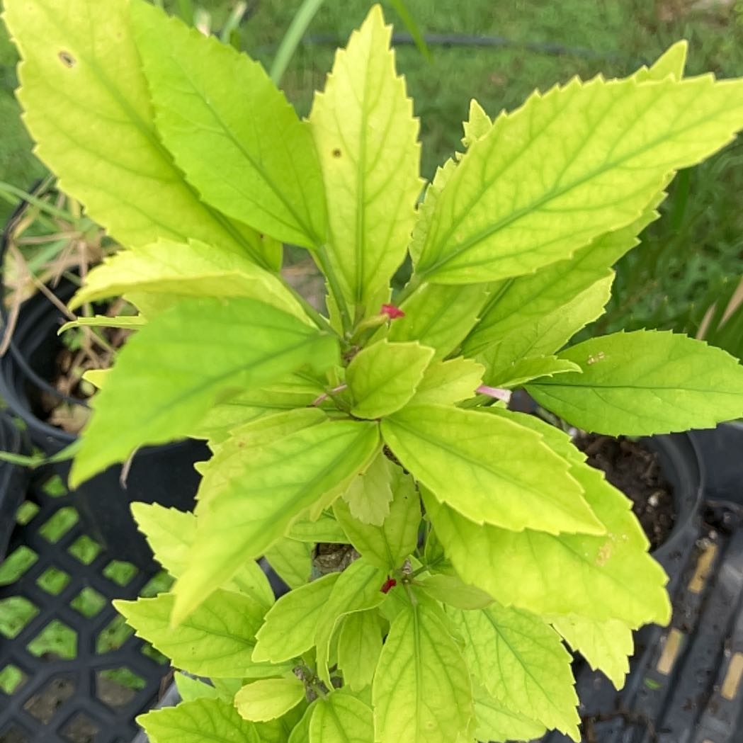 Photo of the plant species Cat's Whiskers by @ShinyZucchini88 named Hamilton on Greg, the plant care app