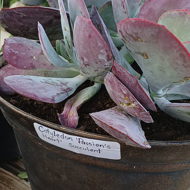 Photo of the plant species Cotyledon Passions Heart by @PrimalSiamtulip named Orwell on Greg, the plant care app