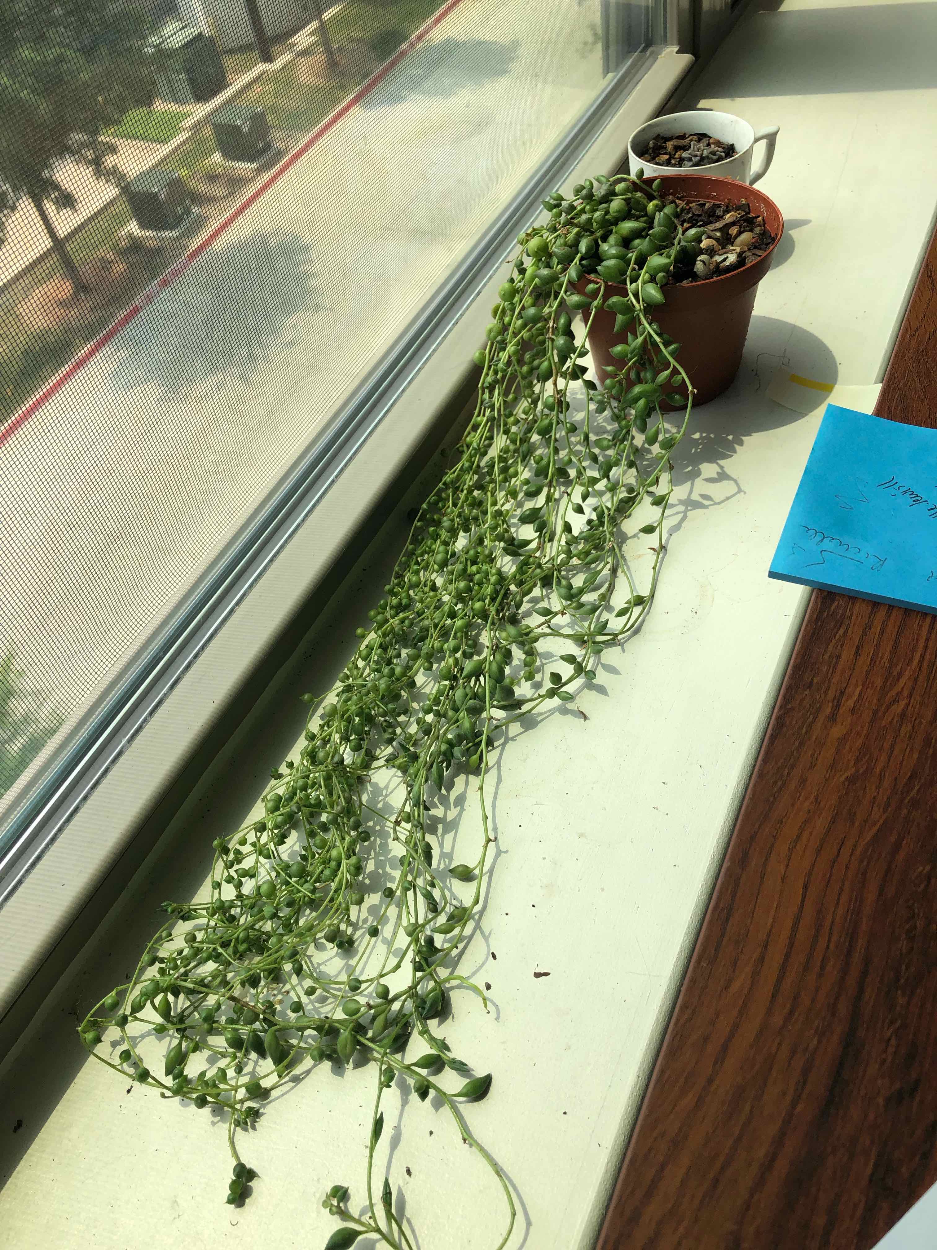 String of Pearls plant trailing from a pot on a windowsill, receiving natural light.
