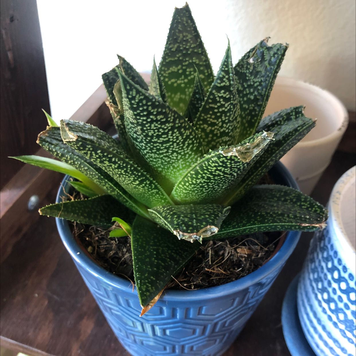 Healthy Zebra Plant succulent in blue pot, showing characteristic striped pointed leaves with no signs of damage or disease.