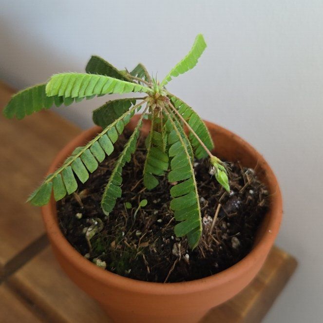 Photo of the plant species Little Tree Plant by @DiverseUngnadia named Zion on Greg, the plant care app