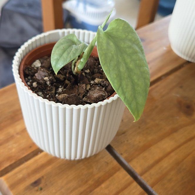 Photo of the plant species Amydrium by @DiverseUngnadia named Huckleberry Fern on Greg, the plant care app