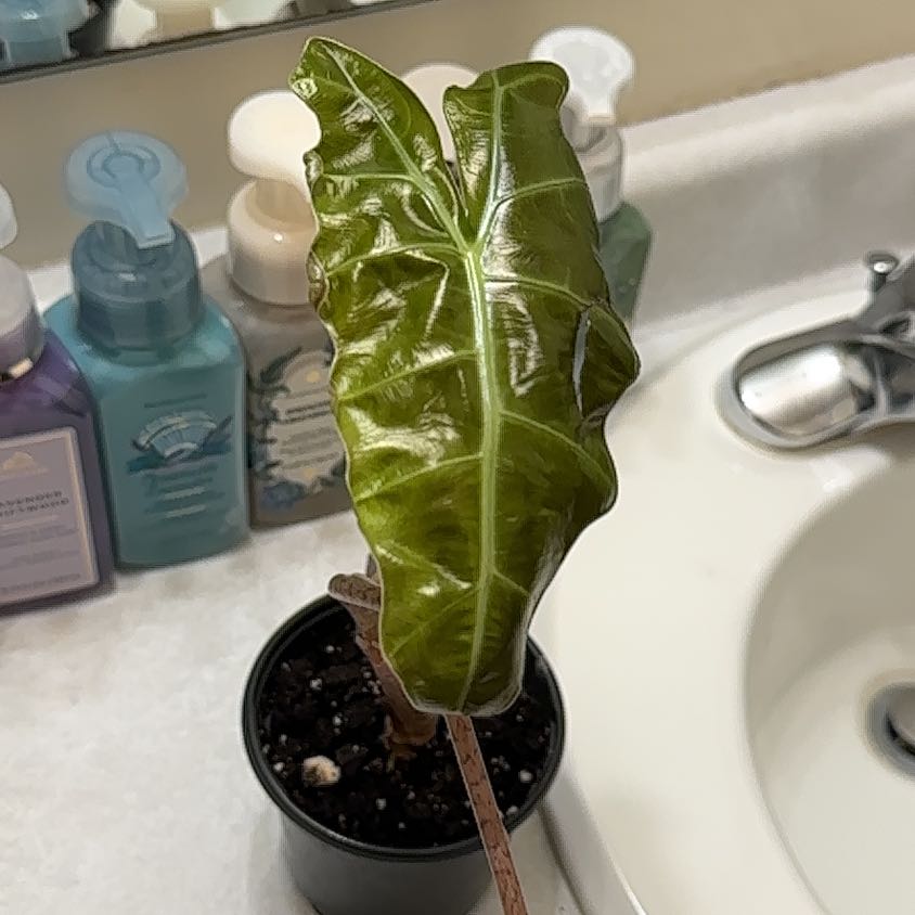 Photo of the plant species Alocasia by @FitStonecrop52 named Fernie Saunders on Greg, the plant care app