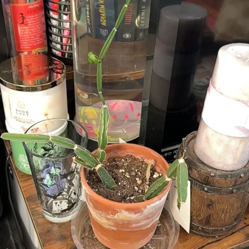 Photo of the plant species Adamant Creeper by @FitStonecrop52 named Carlos on Greg, the plant care app