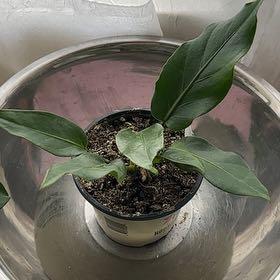 Photo of the plant species Anthurium Fruffles by @FitStonecrop52 named Marilyn on Greg, the plant care app