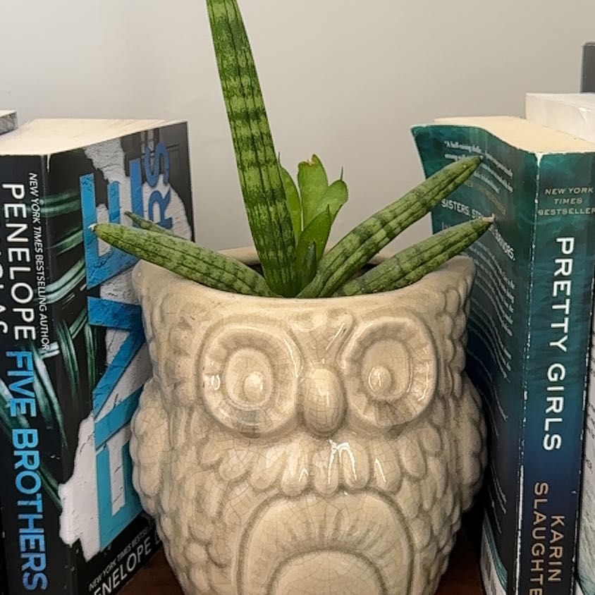 Photo of the plant species Starfish Snake Plant by @FitStonecrop52 named Patrick on Greg, the plant care app