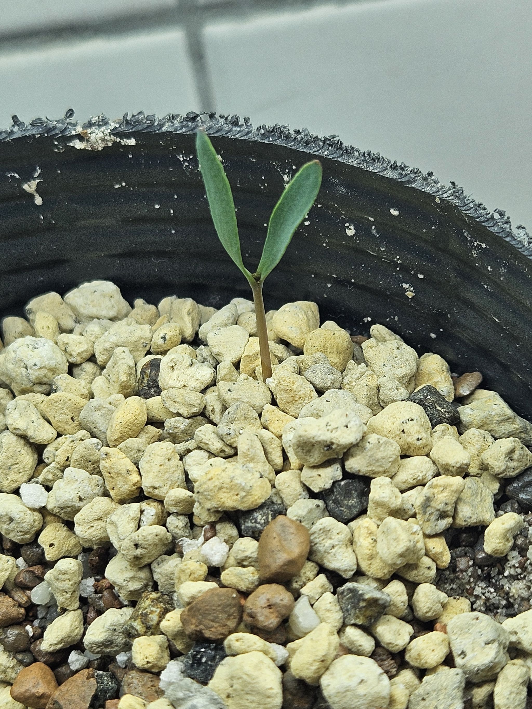 Photo of the plant species Welwitschia by @ShinySpinysenna named Maya on Greg, the plant care app