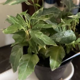 Photo of the plant species Little Hermann Ivy by @LitheOgreears named Surya on Greg, the plant care app
