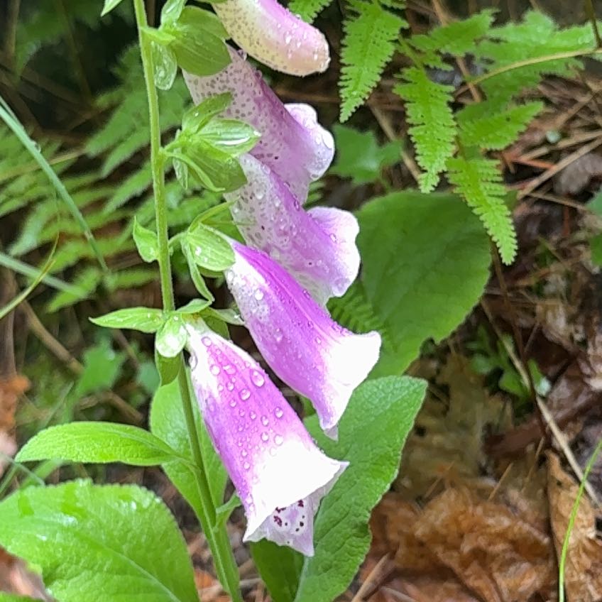 Photo of the plant species Digitalis Purpurea by @SlinkyAster10 named Spike Leaves on Greg, the plant care app
