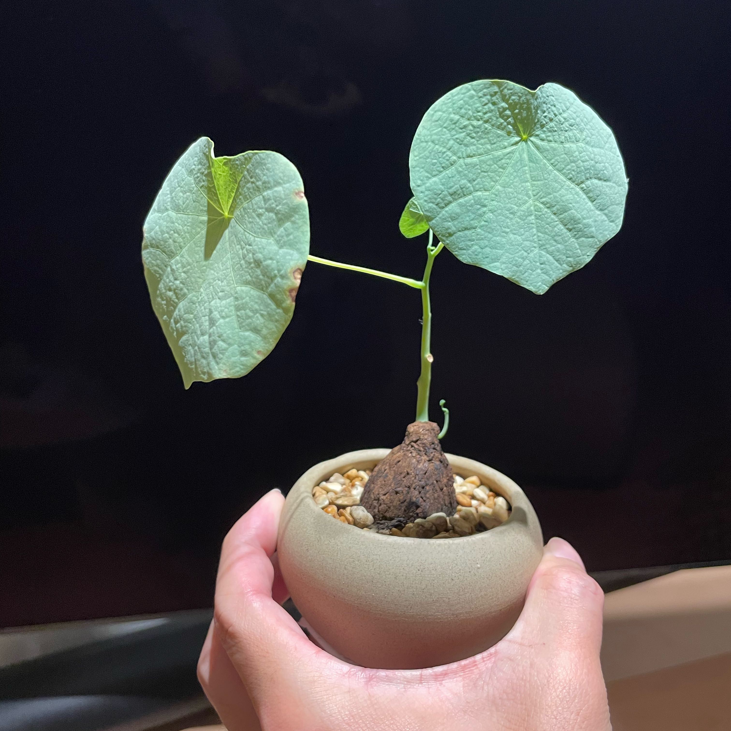 Photo of the plant species Stephania suberosa by @GemRedrose73 named Marilyn on Greg, the plant care app