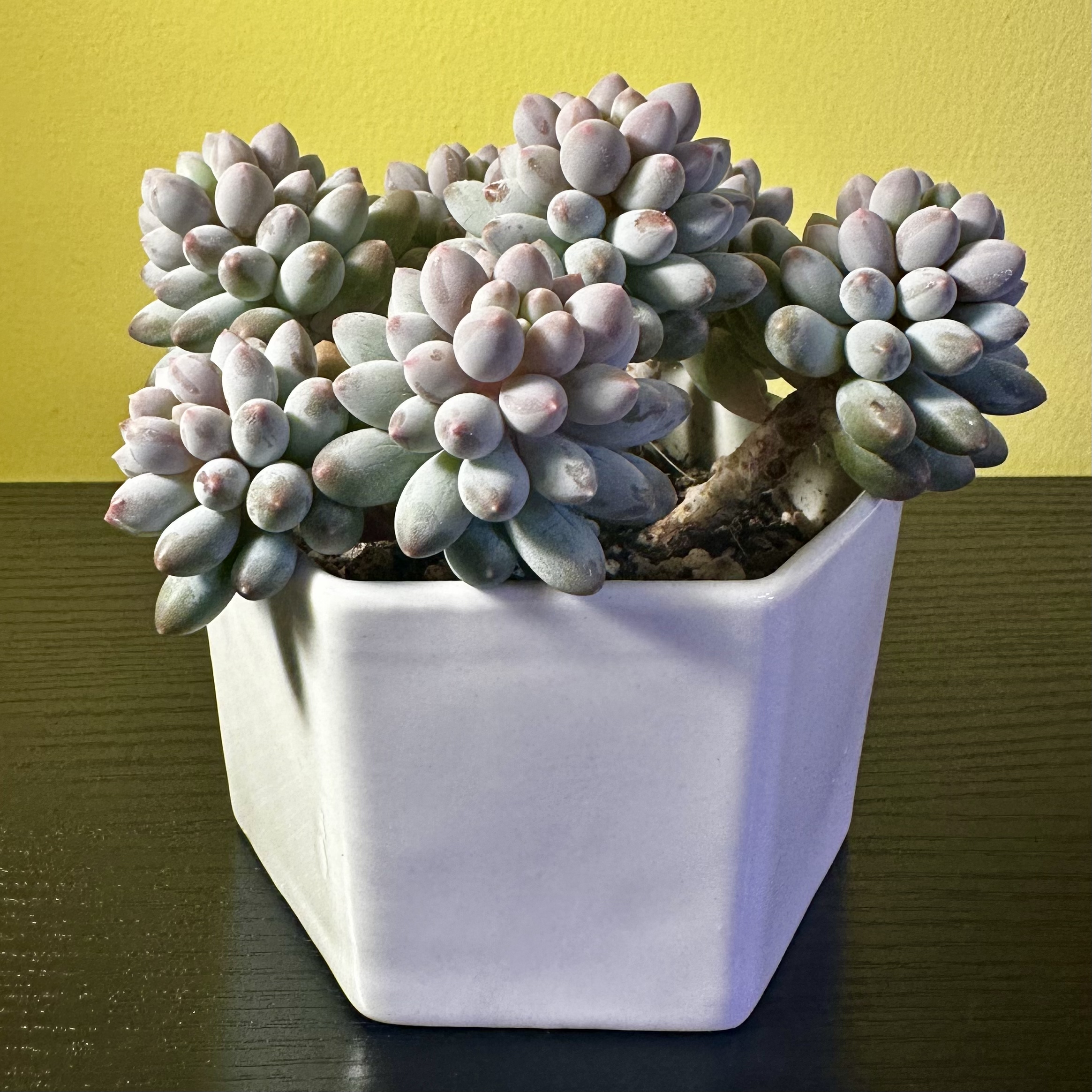 Photo of the plant species Pachyphytum Baby Finger by @Sarabelle29 named Baby on Greg, the plant care app