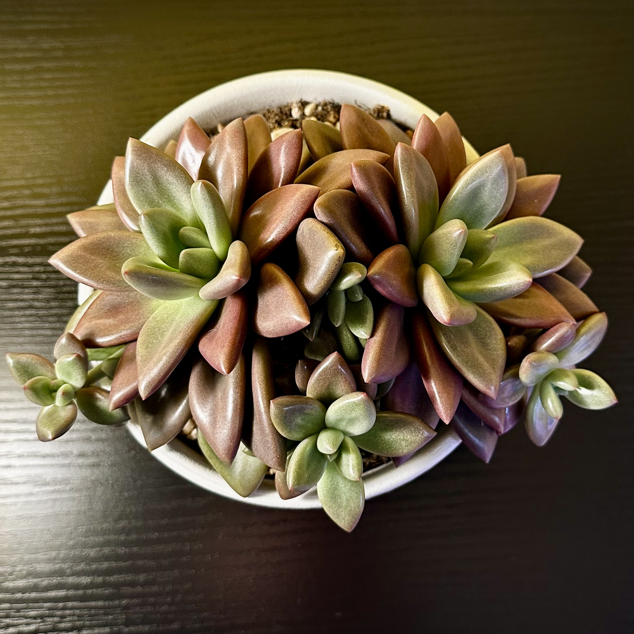 Photo of the plant species Graptoveria Ruby Donna by @Sarabelle29 named Ruby on Greg, the plant care app