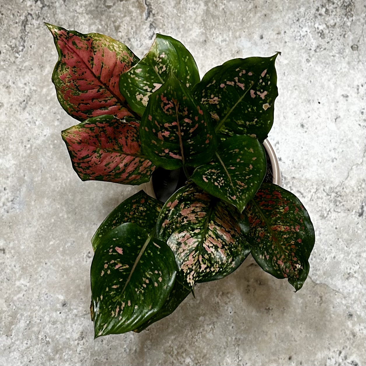 Photo of the plant species Aglaonema 'Beauty' by @Sarabelle29 named Scarlett on Greg, the plant care app