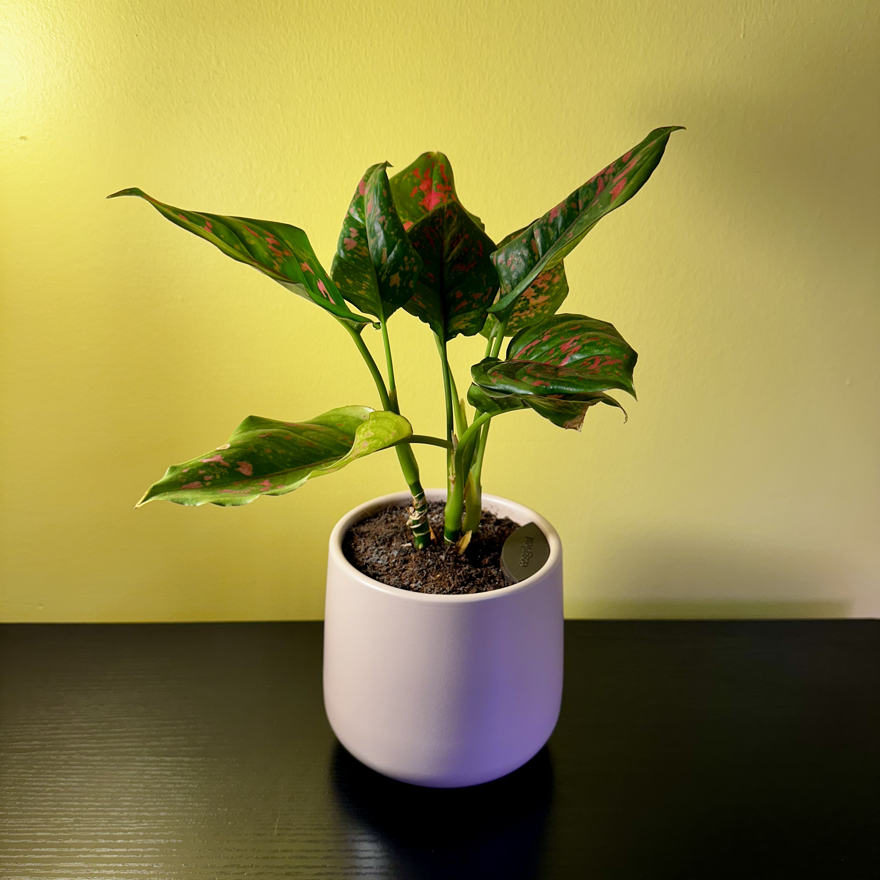 Photo of the plant species Aglaonema 'Beauty' by @Sarabelle29 named Scarlett on Greg, the plant care app